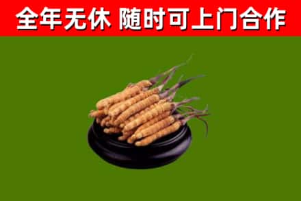 肥东回收冬虫夏草