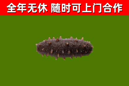 肥东回收海参干